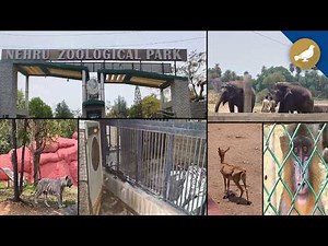 Hyderabad Zoo implements special arrangements to protect animals from heat