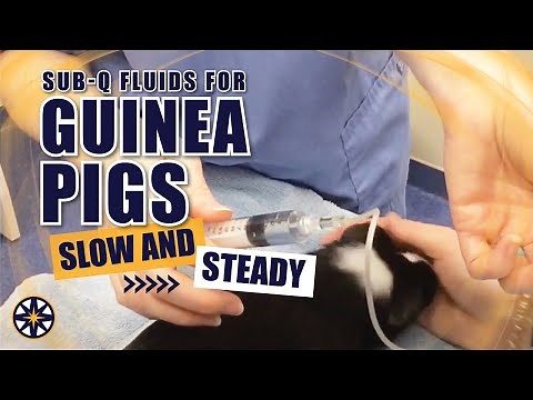 Subcutaneous Fluids for Guinea Pigs