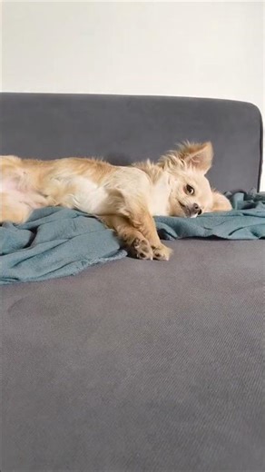 What My Dog Does Every Day 😂🐕