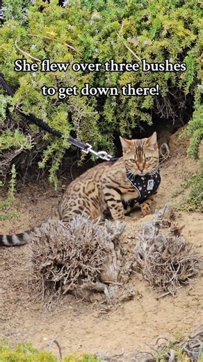 Kitten Jumps Over Wall Again!#bengals #kitten #funnyanimals