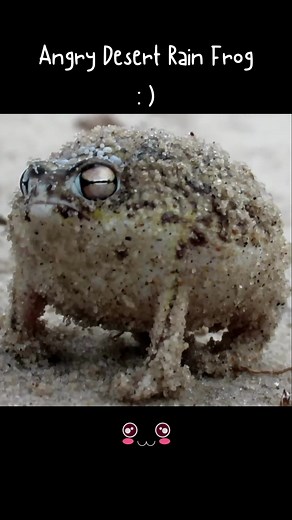 Cute Tiny Squeaking Frog Sounds at the Beach
