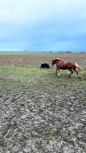 Fini les griffons nivernais pour courir au cul du cochon à partir de ce samedi c’est battue avec les canassons du Riton!#ACCAduBourg | La Sotizerie -stzr-