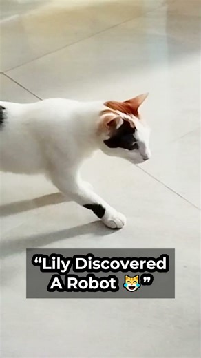 Lily vs Robot Vacuum #calicocat #funnycats #catshorts #shorts