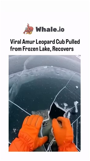 𝗗𝗢𝗢𝗠𝗘𝗗 ⚠ on Instagram: "The video depicts a rescue operation of a snow leopard cub trapped under a frozen lake’s ice sheet. Early in the video, the cub is freed by a rescuer wearing orange gloves who breaks through the ice. The rescuer then pulls the cub out, wraps it in an emergency blanket, and carries it away. Midway through, the cub is seen inside a vehicle, still wrapped in the blanket, as the rescuer drives towards Ridge One. Towards the end, the cub is examined at a veterinary clini