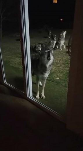 Wolves Surround a House at Night — Terrifying Realistic Footage