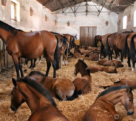 1.2M views · 30K reactions | ✨ Wonderful video of all the mares & foals at Alentejo Estate  This time, enjoying some play and bonding time — pure elegance, energy, and affection in every step. ❤️ #AlentejoEstate #MaresAndFoals #IndoorArena #EquestrianLife #HorseLovers #FoalSeason #FarmLife | Stable Express | Facebook