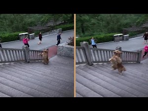 Talented Golden Retriever Dog Climbs Stair By Walking With Two Legs