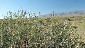 Caragana shrubs in mongolian grassland landscape. Closeup video with zoom effect. Western Mongolia