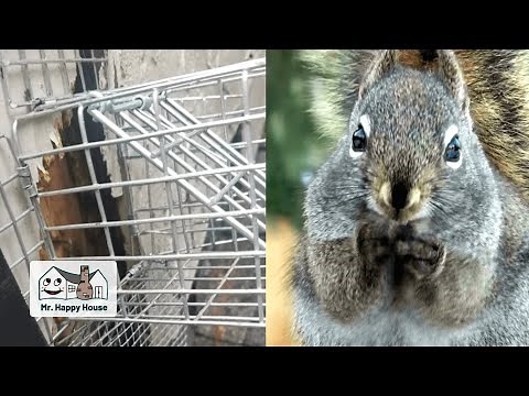 How to Deter Squirrels from House Roof: Stop Squirrels from Getting in Your Home - Mr. Happy House