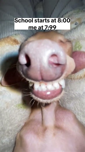 Dumbest Animal Moments Ever #memes #usa