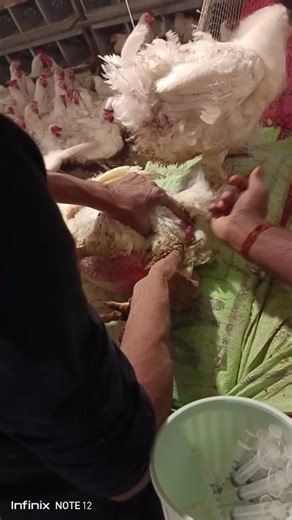 chicken artificial insemination| how to inseminate poultry chicken, #insemination #poultry #trending