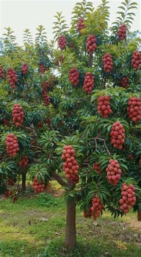 Lychee Fruit Magic | #lychee #lycheejuice #naturalfood #baby #babyfood