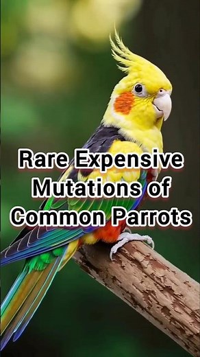 Rare Expensive Mutations of Common Parrots 🦜 | Price Comparison