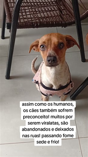 cães sofrem preconceito! #cachorro #pets #petsfofinhos #dogs