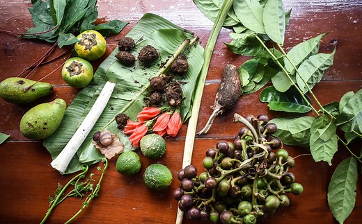 Inside the Food Forests of the Amazon Rainforest
