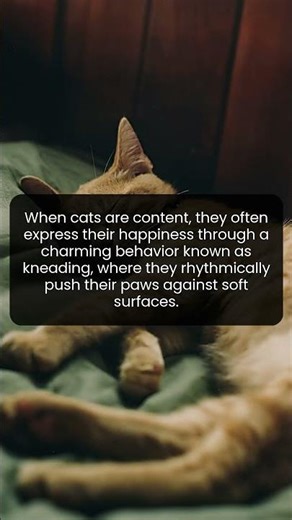 Discover the Adorable Science Behind Why Cats Knead When Happy
