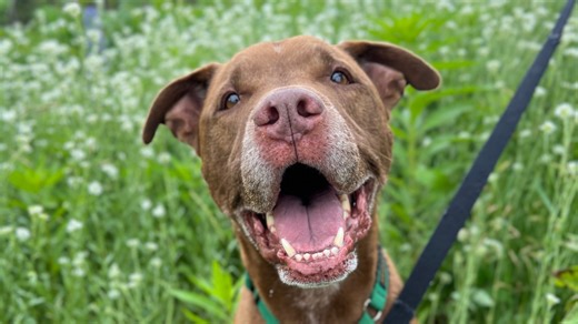 The MSPCA set a goal for dog adoptions this summer. It's already 10% of the way there