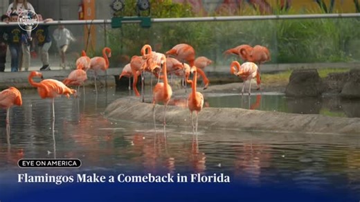 CBS Evening News | For a century, it has been virtually impossible to spot a flamingo in Florida. Now, environmental conditions could be bringing the brightly... | Instagram