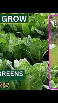 How To Grow Collard Greens - Huge Harvest Collard Greens - Free Haven Farms