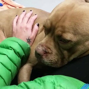 Duke is a small, 2 year old Mixed Breed. This little man is a compact ball of muscle and love. Duke enjoys going on walks, when it's nice out; he likes to be comfortable! Duke loves to play with squeaky toys, and definitely loves cuddling. After a nice walk, he likes it when the volunteers and staff sit in his room, and allow him to fall asleep in their lap. An ideal home would be an active one; he'd like to be a hiking dog for sure! Duke would be OK with social dogs and older children, he can b