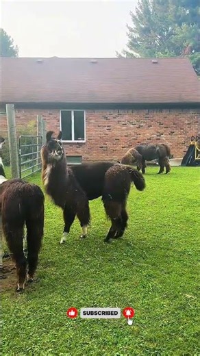 “Why is this llama looking at me like that 😂🦙#trending#funny #funnyanimals #yt #viralshort
