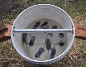 Trappola per Topi fai da te - InvenzioniGeniali