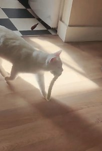 Is this normal for a cat? This fierce feline knows how to play fetch just like a dog! What? 😅🐱 #Cats #Animals | Animalistic