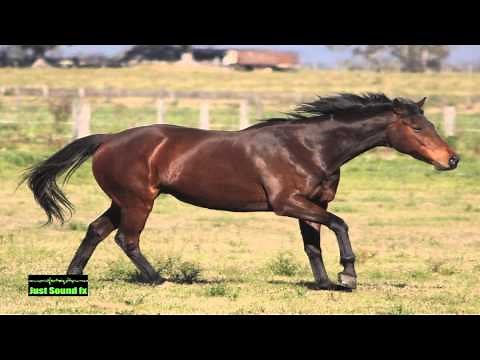 horse footsteps sound effect