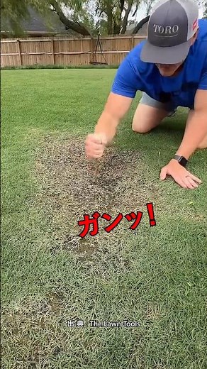 枯れた芝生を復活させる方法