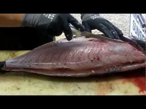 Filleting Albacore tuna