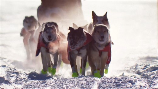 ✨ We’re still on cloud 9 with gratitude for all the support in the 2025 Iditarod Summer Raffle! ✨ Your raffle ticket purchase fuels the very heart of the race—caring for the dogs, supporting the mushers, and keeping the Iditarod Trail Sled Dog Race® alive for generations to come. Here’s just a glimpse of what YOU help make possible. 🐾❄️ #Iditarod #ThankYou | The Iditarod