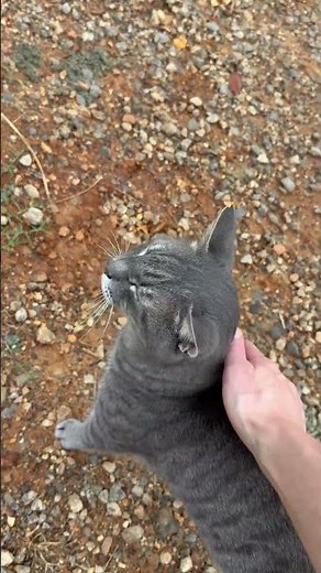 How do cats do with a leg amputation?