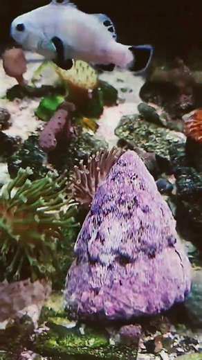 Leather Japonês: Coral Mole Incrível para Aquário Marinho 🌊 Guia Completo