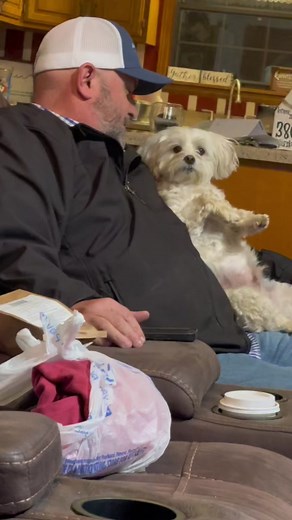 My sisters dog thinks he is human!#fypage #Maltipoo #maltipoos #pets #dogs #petsoftiktok #dogsoftiktok