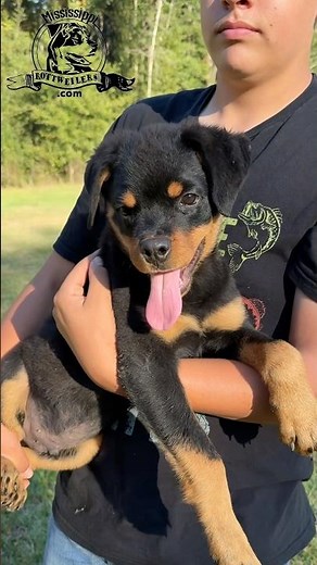 Akc male German Rottweiler