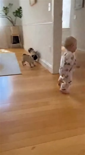 #BabyTok #PugLife #BabyAndDog #FunnyBaby #BabiesAndPets ❤️ | pug