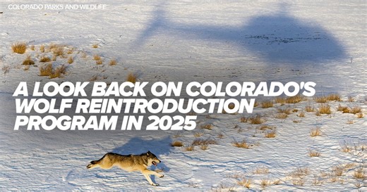 Packs, pushback and progress: A look back on Colorado's wolf reintroduction program in 2025