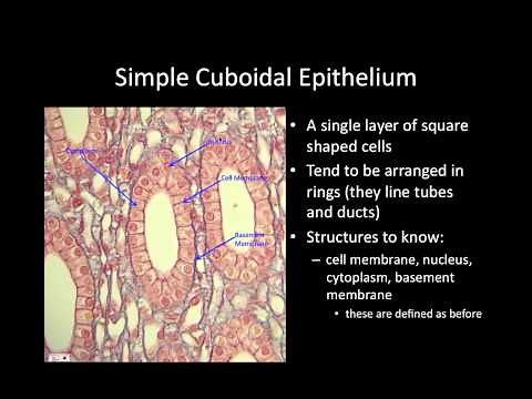 Bio165 - Tissues for Lab Practical 2