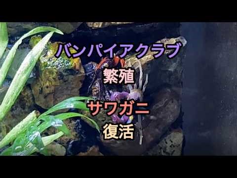 バンパイアクラブの繁殖 サワガニの復活