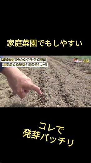 【家庭菜園】人参が大きく育つ！種まきで絶対やってほしい3つのコツ🥕 #農業 #再生栽培 #家庭菜園 #造種生基 #capcut #有機模式 #ガーデニング #現代農業 #農業女子 #畑 #ショート