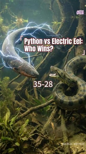 Python vs Electric Eel: Who Wins? 35-28 #AnimalBattle #Python #ElectricEel #Wildlife