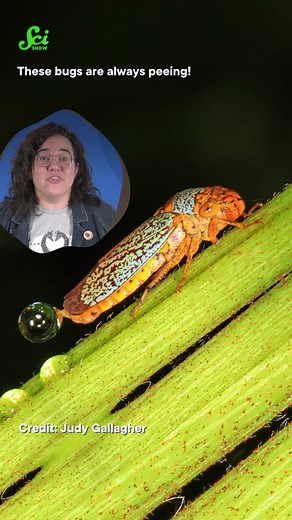 If you've ever felt like you pee a lot, you've got nothing on the sharpshooter bug. They pee like, literally all the time, and they've found a neat trick to get all that waste away from them - they use a physics trick called superpropulsion that's so powerful, we're trying to use it to launch rockets! . . . #stem #science #sciencetok #learnontiktok #scishow #sciencefacts #physics #interestingfacts #bugsoftiktok #biology #weirdanimals