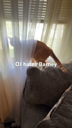 Oj hates when the Barney theme song Alexa #underplayed #ifeelfunny #cat #alexa #funny #orangecats