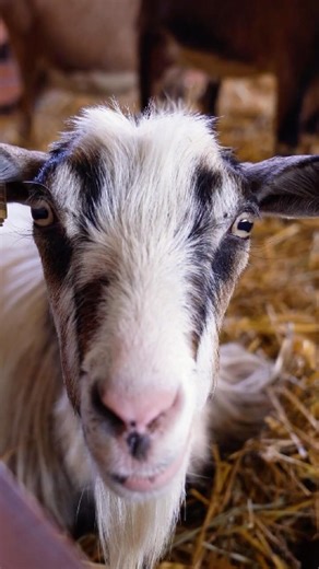 Mindy the Mind Muncher 🐐 | Adult Goat Chewing In A Barn Staring Intently