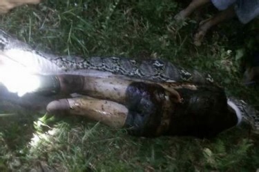 Body of man swallowed whole by monster python is cut from its stomach by horrified villagers