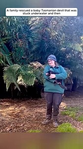 56K views · 1.4K reactions | A family rescued a baby Tasmanian devil that was stuck underwater and then It's a wonderful nature See more unforgettable moments of animal rescue  https://loveanimal.newstodaytv24.com/35/05/ | Petlife | Facebook