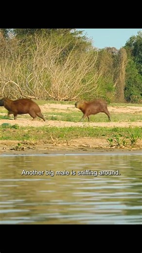 32K views · 518 reactions | CAPYBARA #animals #animalworld #capybara | Animal Documentary | Facebook