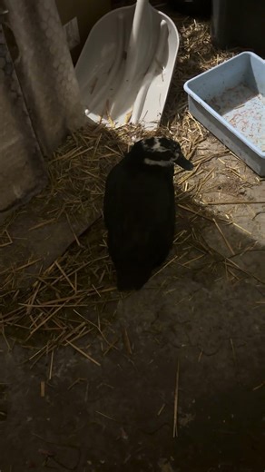 Smallest duck (Maple) grooming and tail wags.