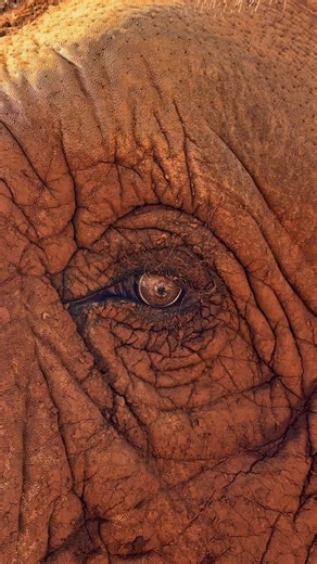 The gentle gaze of a pure soul. 💚 บริสุทธิ์และอ่อนโยน จิตวิญญาณที่สื่อผ่านดวงตา Learn more about the work of Elephant Nature Park and book your visit at the link below ; https://www.elephantnaturepark.org/book-now/ #ElephantNaturePark #แอลลิแฟ้นท์เนเจอร์ปาร์ค #Elephant #ChiangMai | Elephant Nature Park