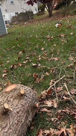 Tree removal. Today, November 15, 2025 | Maquin's Tree Service & Landscaping | Facebook